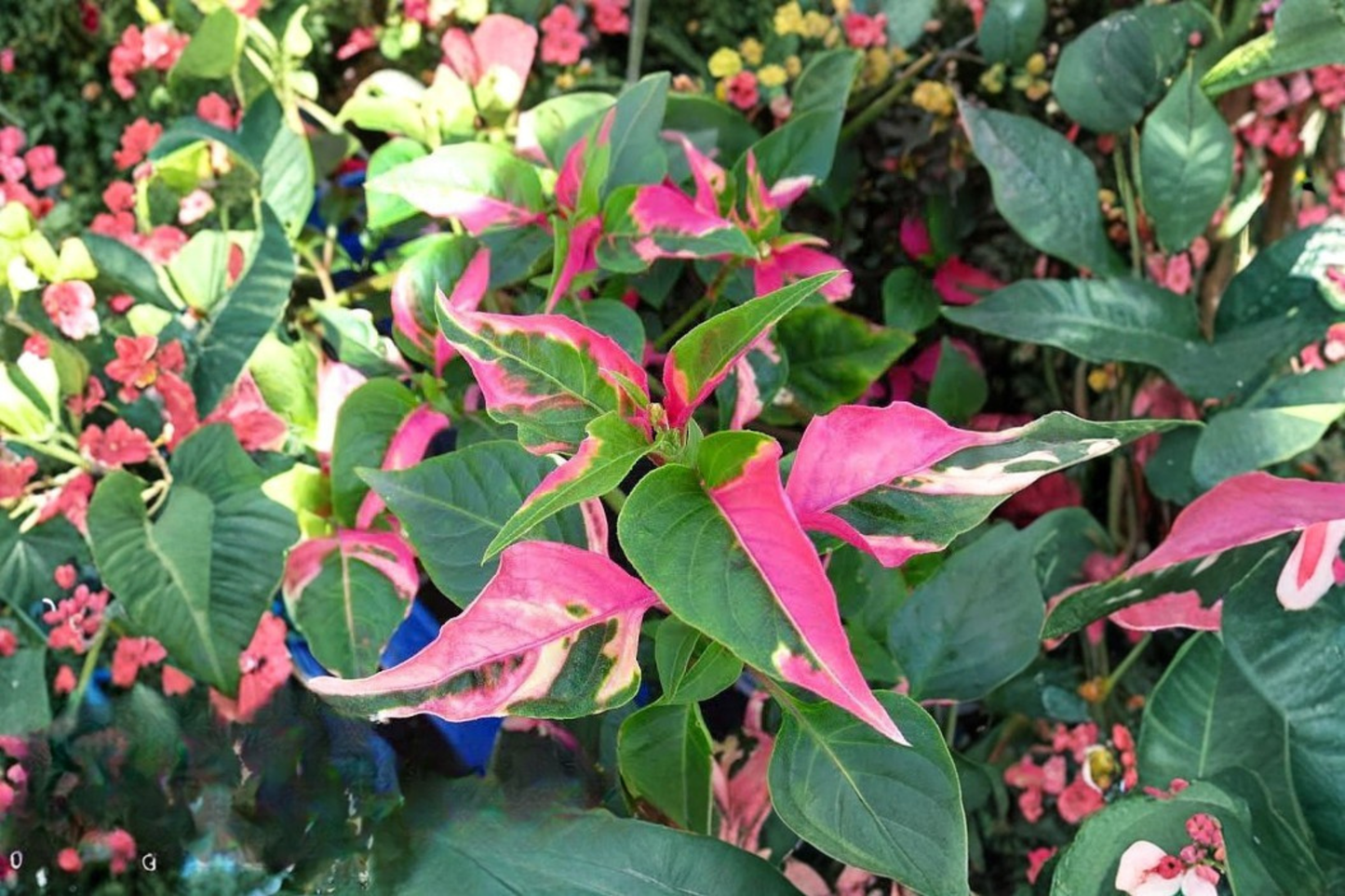 Alternanthera 'Party Time' Live Plant in 4" Pot – Pink & Green Colorful Houseplant