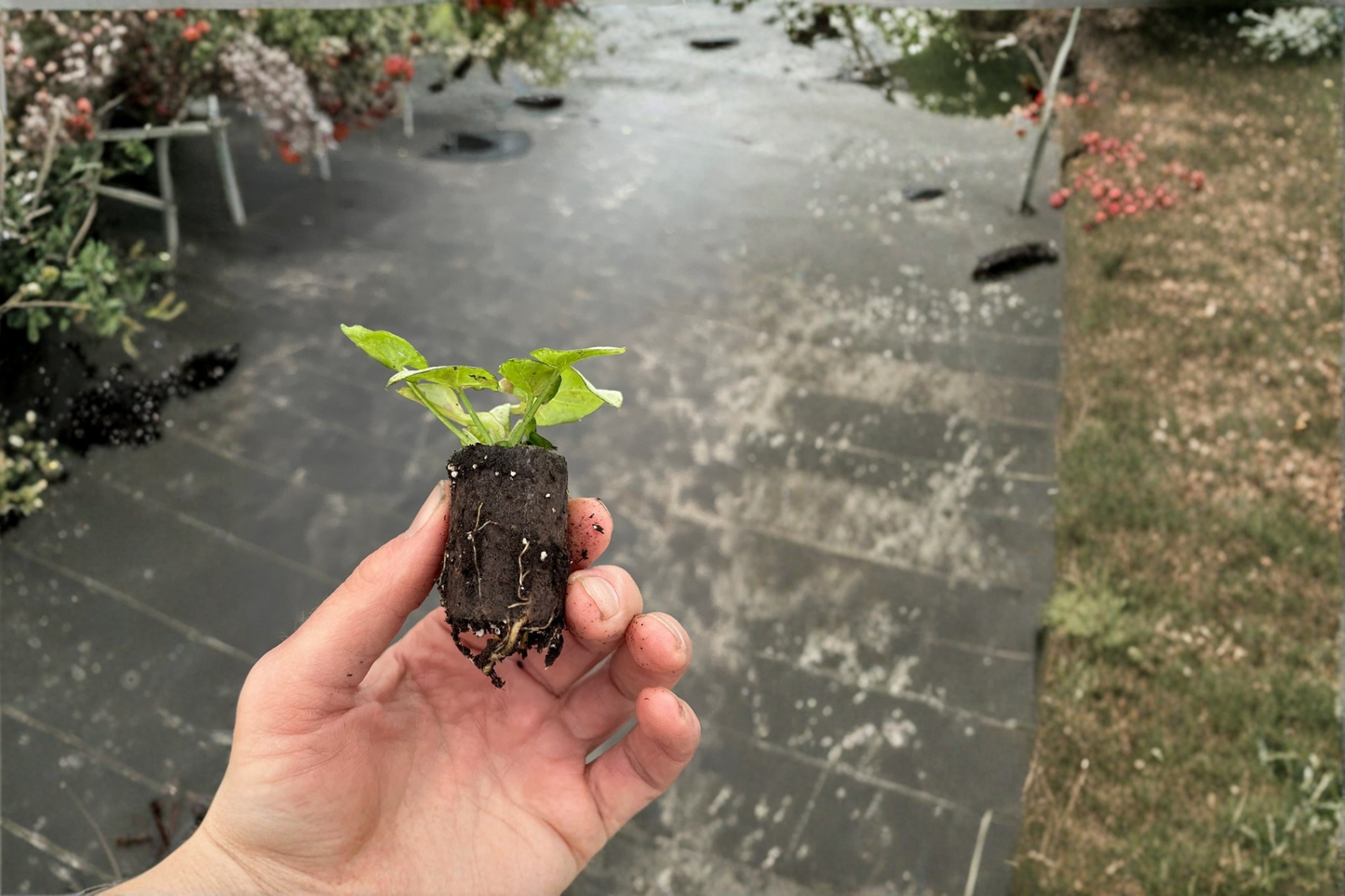 2 Syngonium 'Milk Confetti' Live Starter Plants – Bare Root with Soil Pod (Syngonium podophyllum 'Milk Confetti')