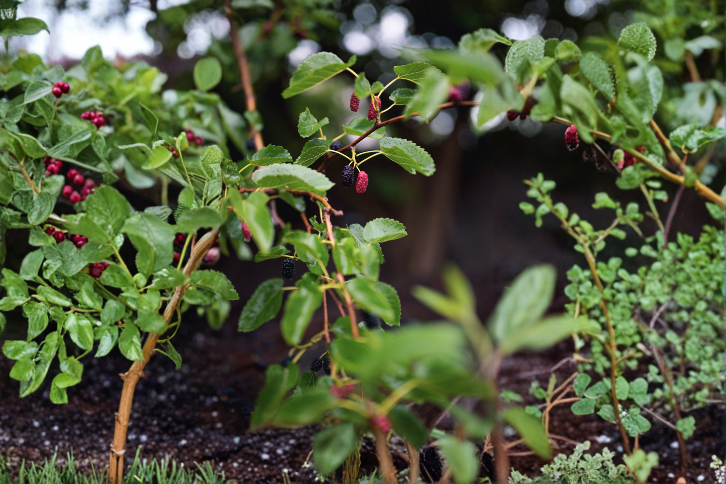 Dwarf Mulberry Tree Live Plant – 3-Inch Pot – Morus spp.