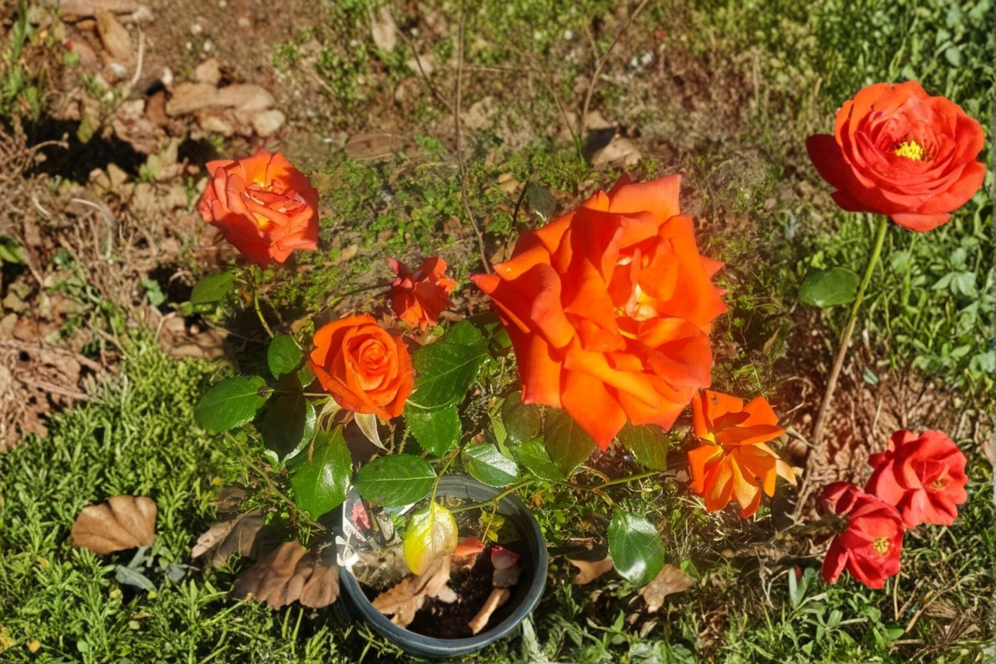Marina Floribunda Rose Plant 1 Gal Live Bush, Salmon Orange Bloom Everblooming Rose for Garden Landscape Flowering Shrub