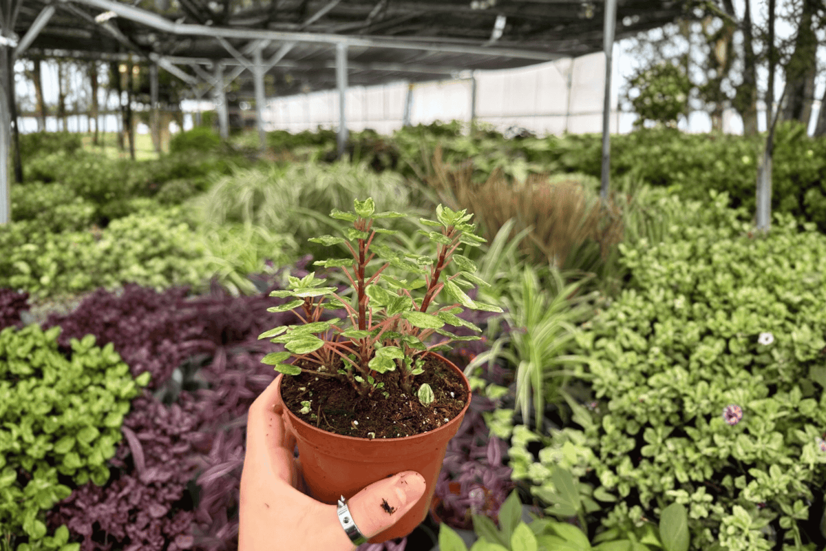 Variegated Peperomia Meridana 2 Exact Live Plants – Peperomia ‘Meridana’ 4” Size Bare Root