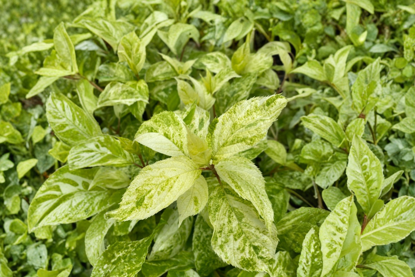 Variegated Hydrangea ‘Yuki Gessho’ Live Plant 1 Gallon Pot – Hydrangea paniculata White Flower Shrub Garden Plant