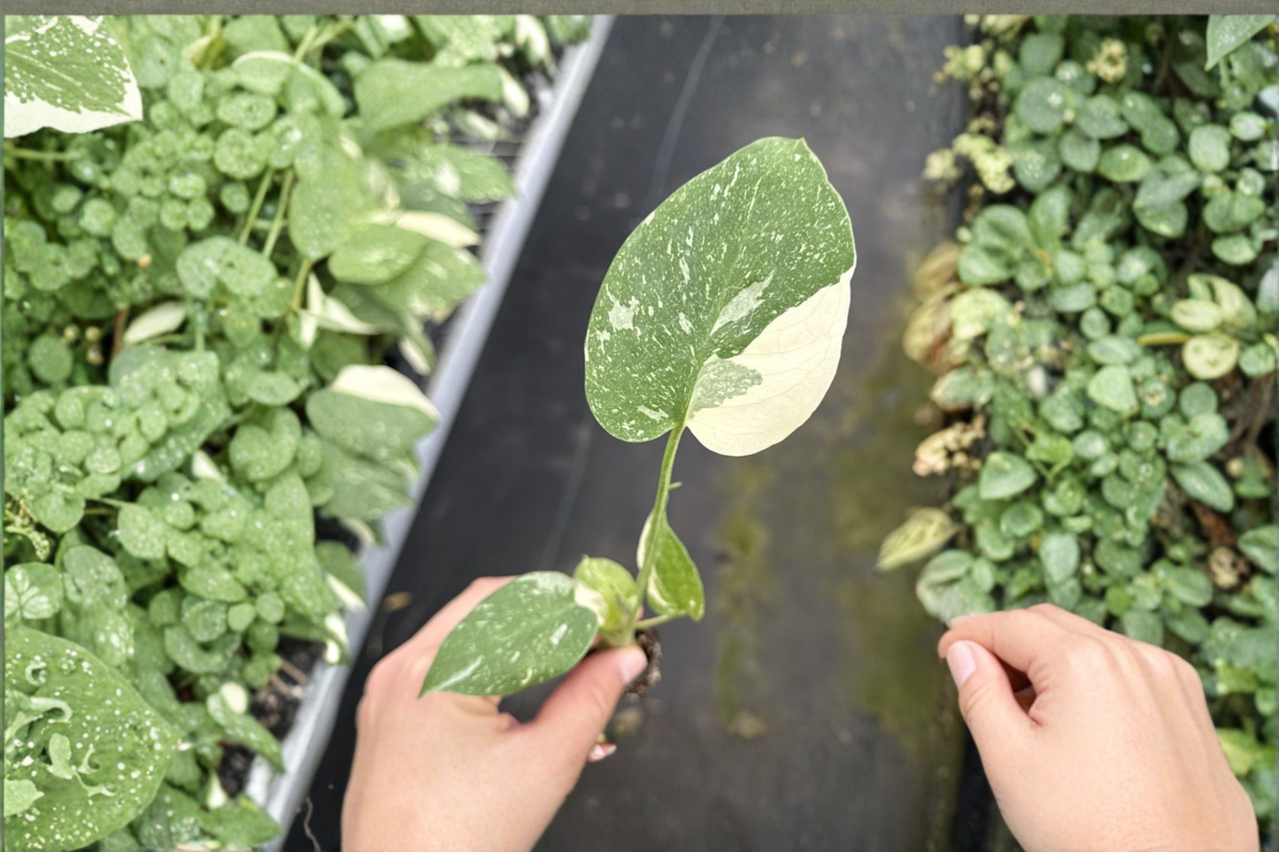 Monstera Thai Constellation Live Plant Variegated Monstera Starter Plant Rooted Tropical Houseplant in 2 Inch Pot