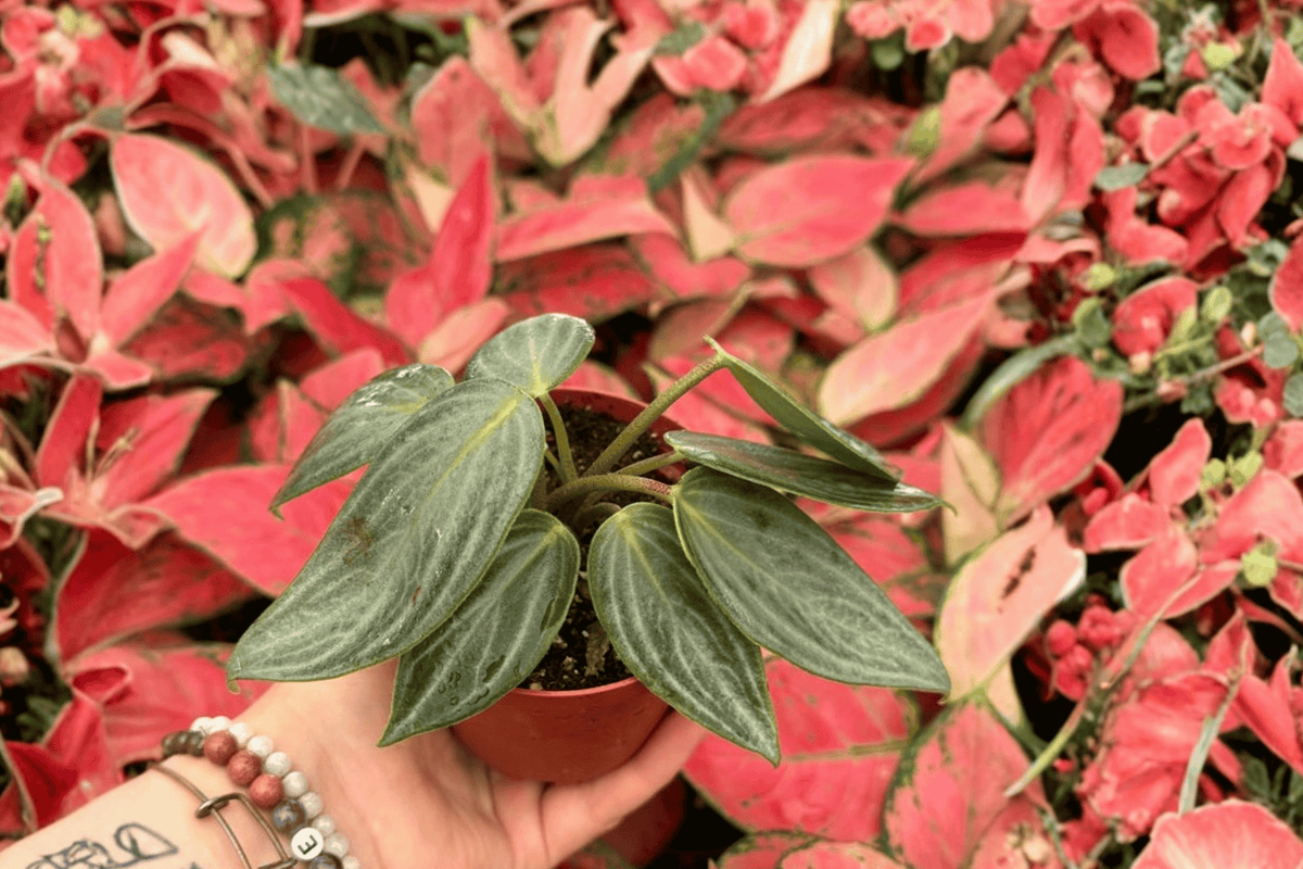 Peperomia Maculosa 2 Exact Live Plants – Peperomia maculosa 4” Size Bare Root