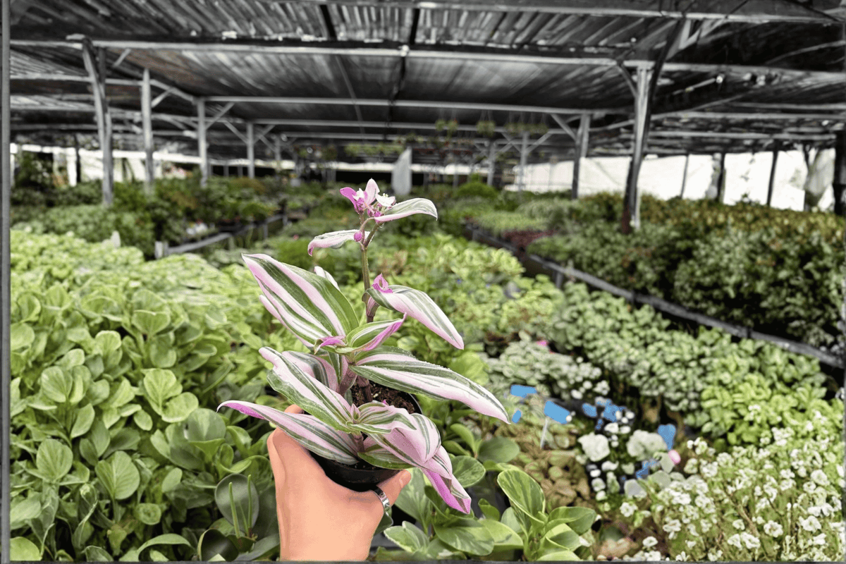 Tradescantia Nanouk 2 Exact Live Plants – 4-Inch Pots – Tradescantia ‘Nanouk’