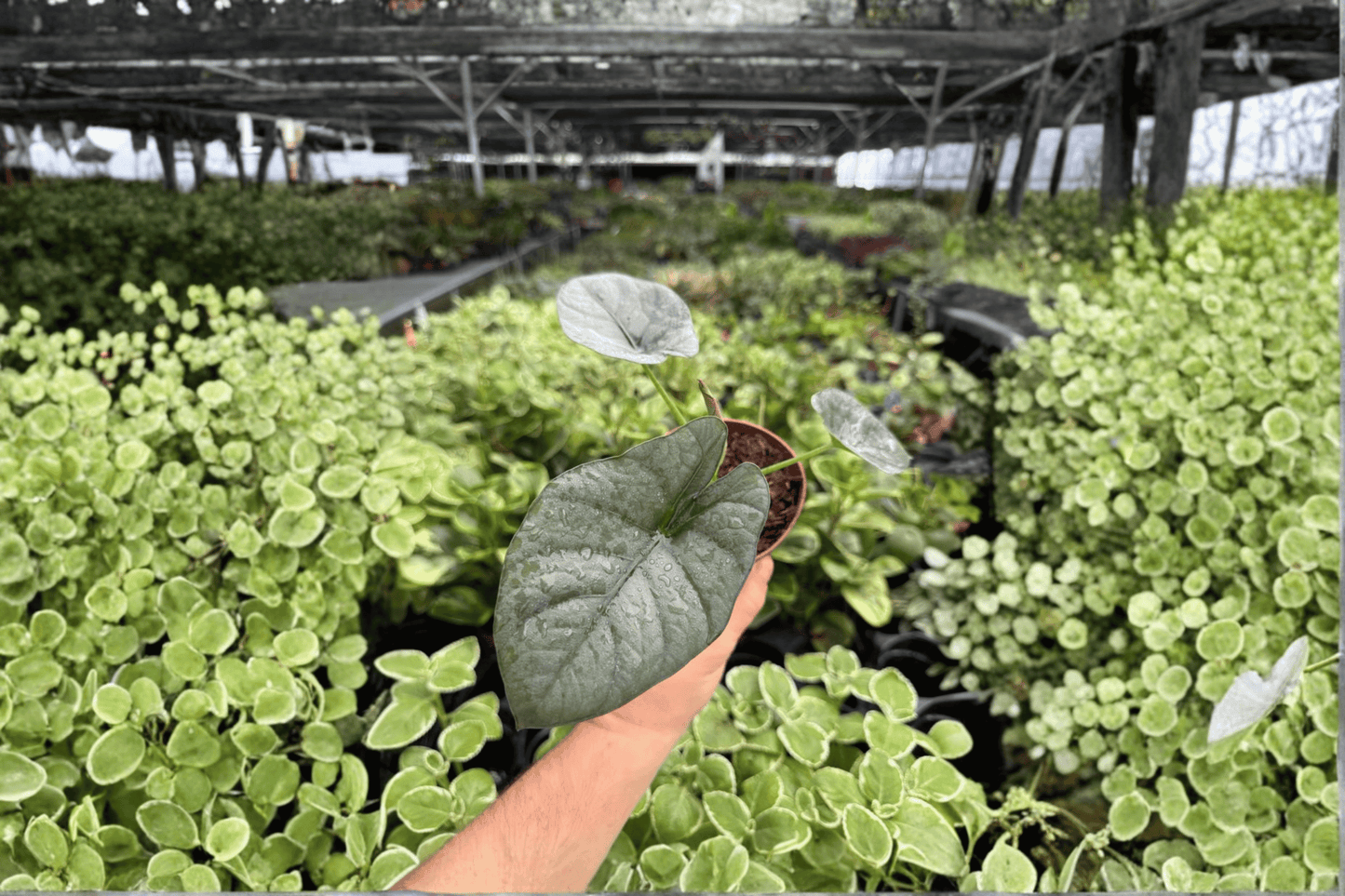 Alocasia Reginae 2 Exact Live Plants – 4-Inch Pots – Alocasia reginae