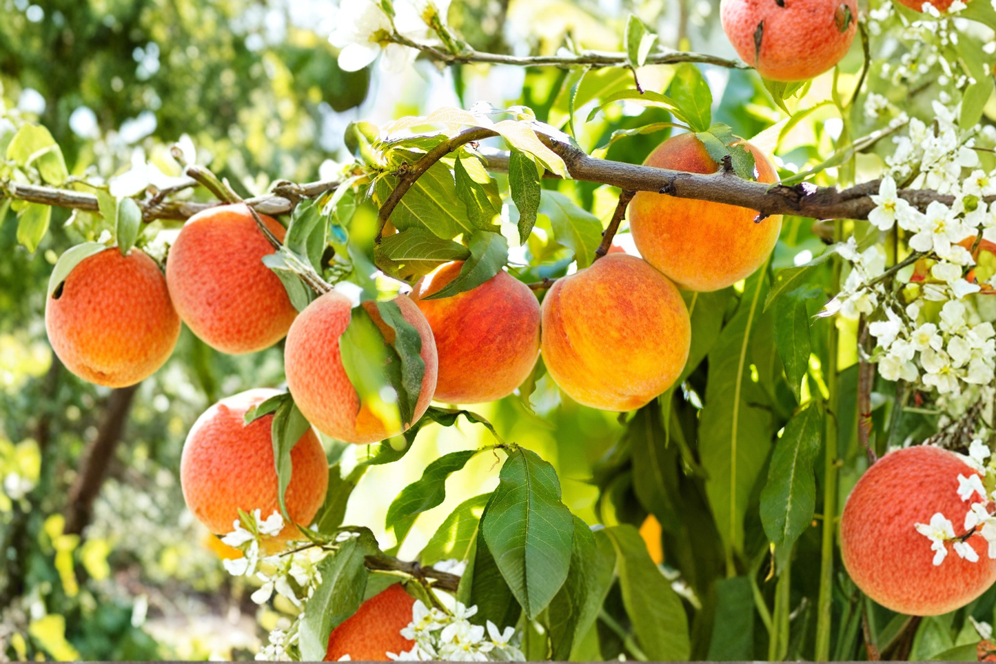 Loring Peach Tree Live Plant 4–6 ft – Peach Fruit Tree for Home Garden, Outdoor Orchard Tree, Easy Grow Landscape Plant
