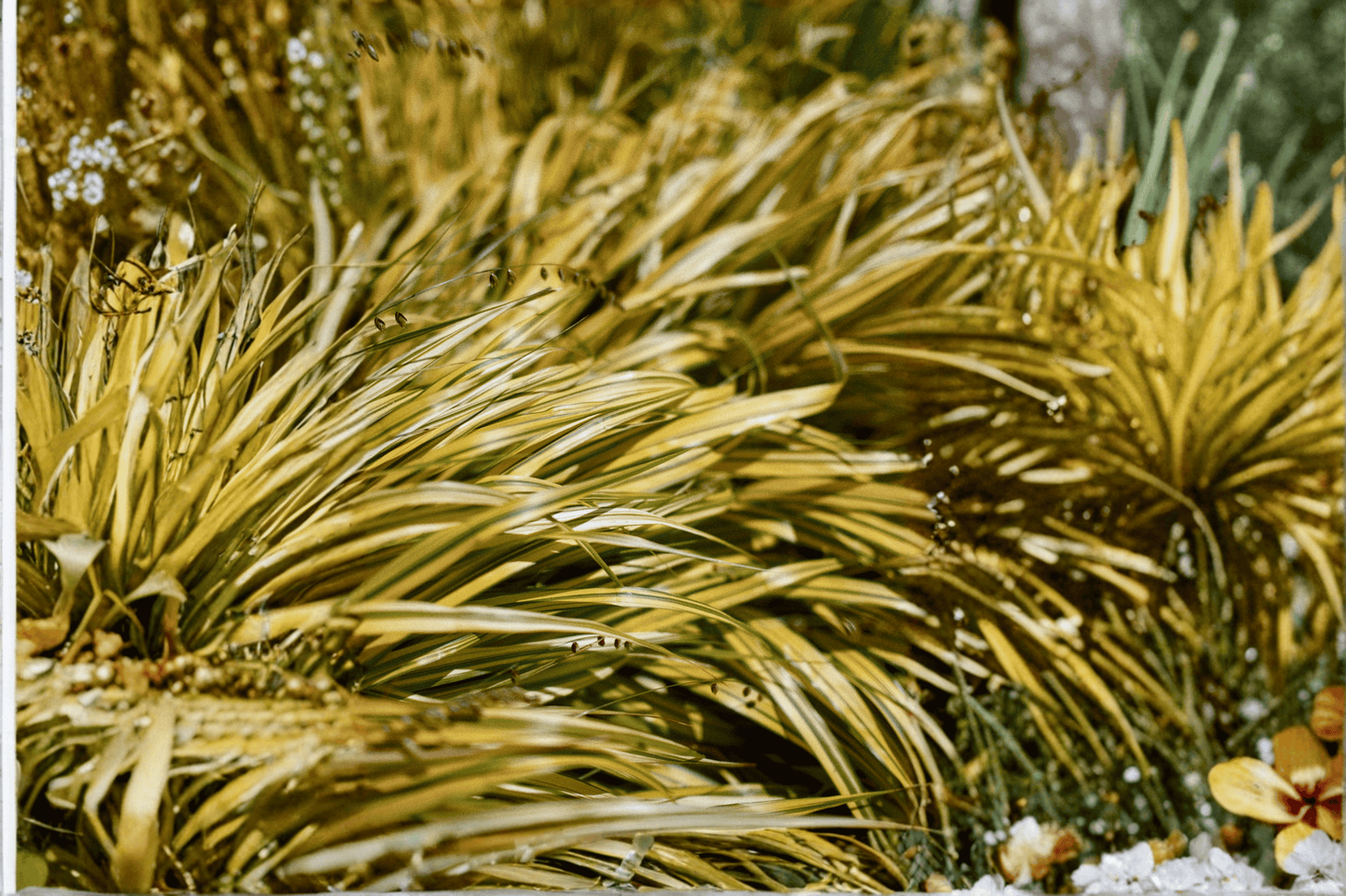 Golden Variegated Sweet Flag 1 Live Plant – 4-Inch Pot – Acorus gramineus ‘Ogon’