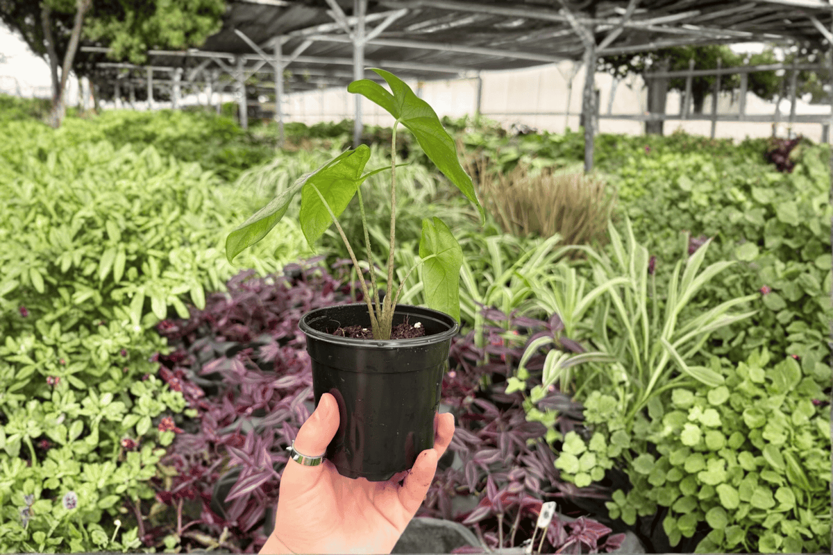 Alocasia Corazon 2 Exact Live Plants – 4-Inch Pots – Alocasia ‘Corazon’