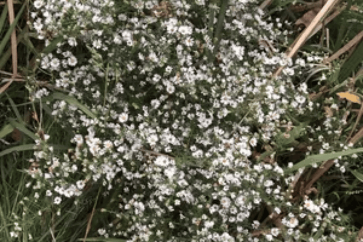 Snow Flurry Heath Aster – Live Groundcover Perennial – Symphyotrichum ericoides ‘Snow Flurry’