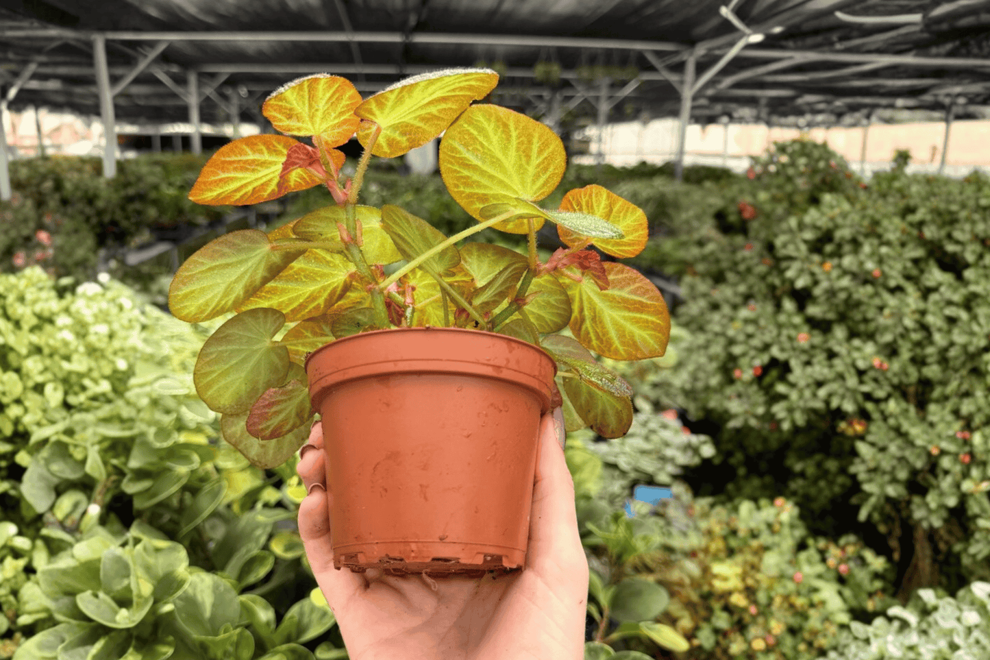 Begonia Manaus 2 Exact Live Plants – 4-Inch Pots – Begonia 'Manaus'