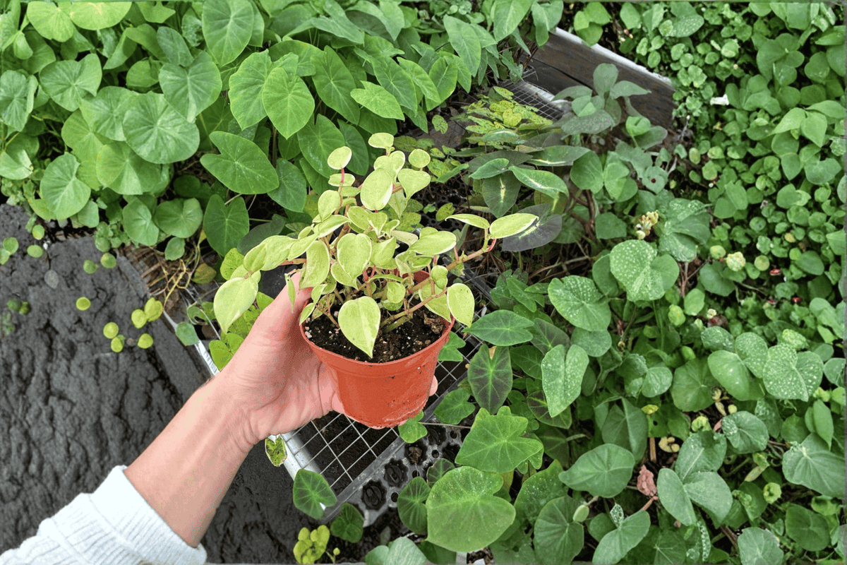 Variegated Cupid Peperomia 2 Live Plants – 4-Inch Pots – Peperomia scandens 'Variegata'