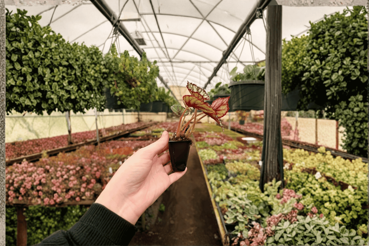 2 Steve's Leaves 'Fang' Begonia Live Starter Plants – Bare Root (Begonia hybrid)