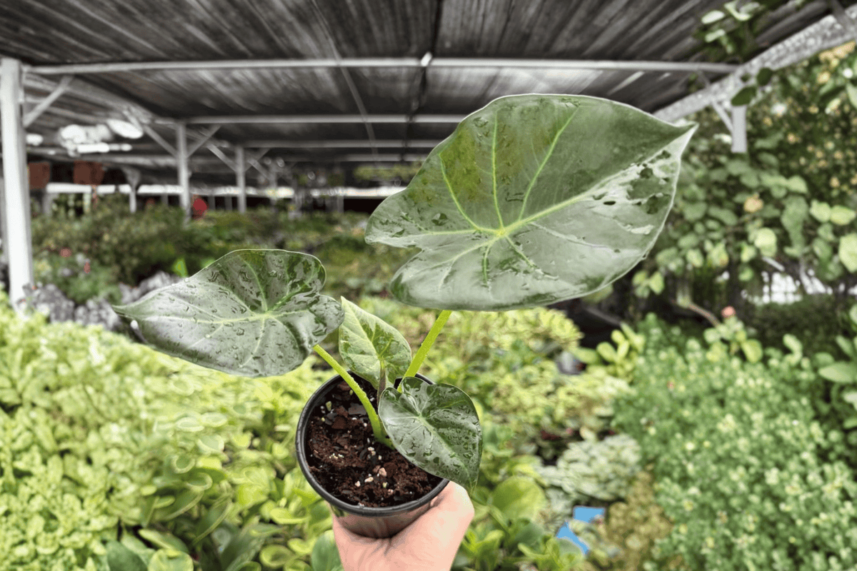 Alocasia Regal Shields 2 Exact Live Plants – Alocasia ‘Regal Shields’ Specific 4” Size Bare Root