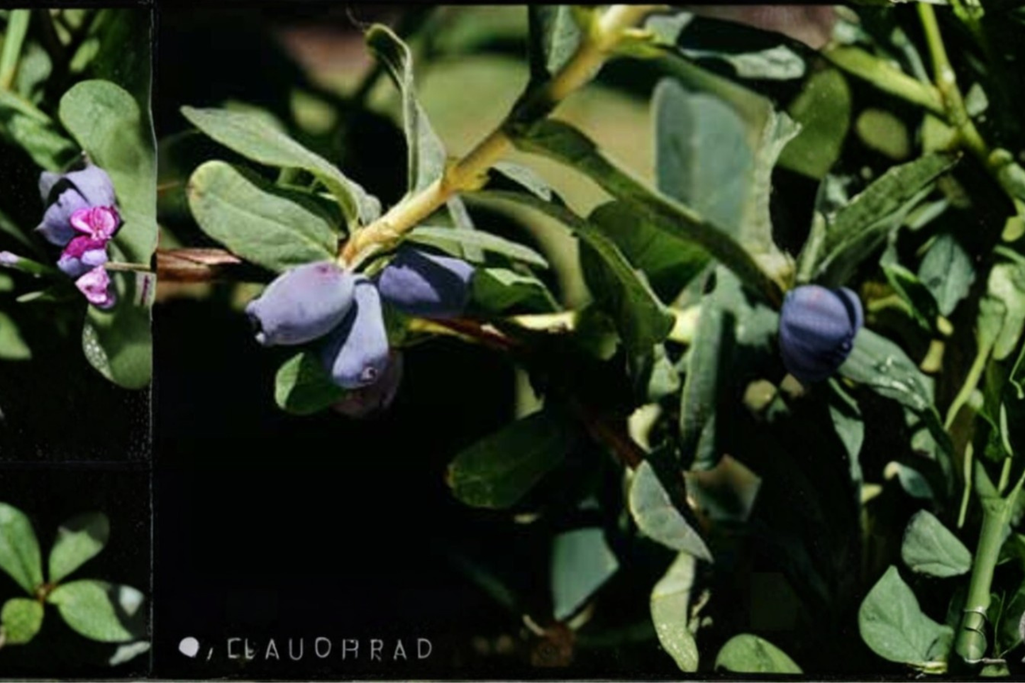 Blue Pacific Honeyberry Live Plant Lonicera Caerulea Haskap Berry Bush Fruiting Shrub Edible Garden Plant