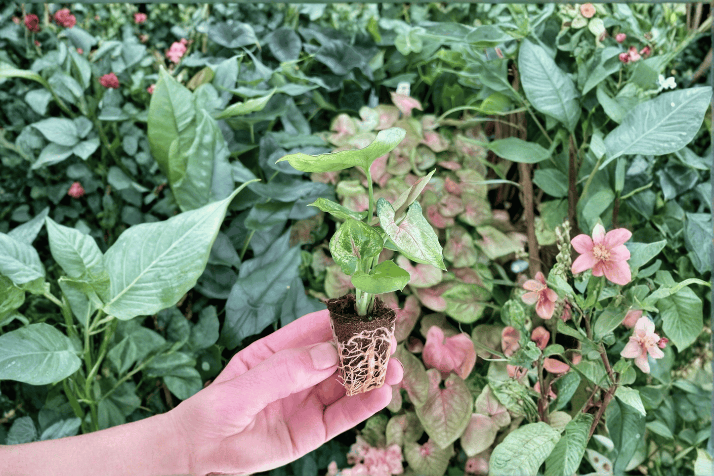 Syngonium Mango Allusion 2 Live Starter Plants – Syngonium podophyllum ‘Mango Allusion’
