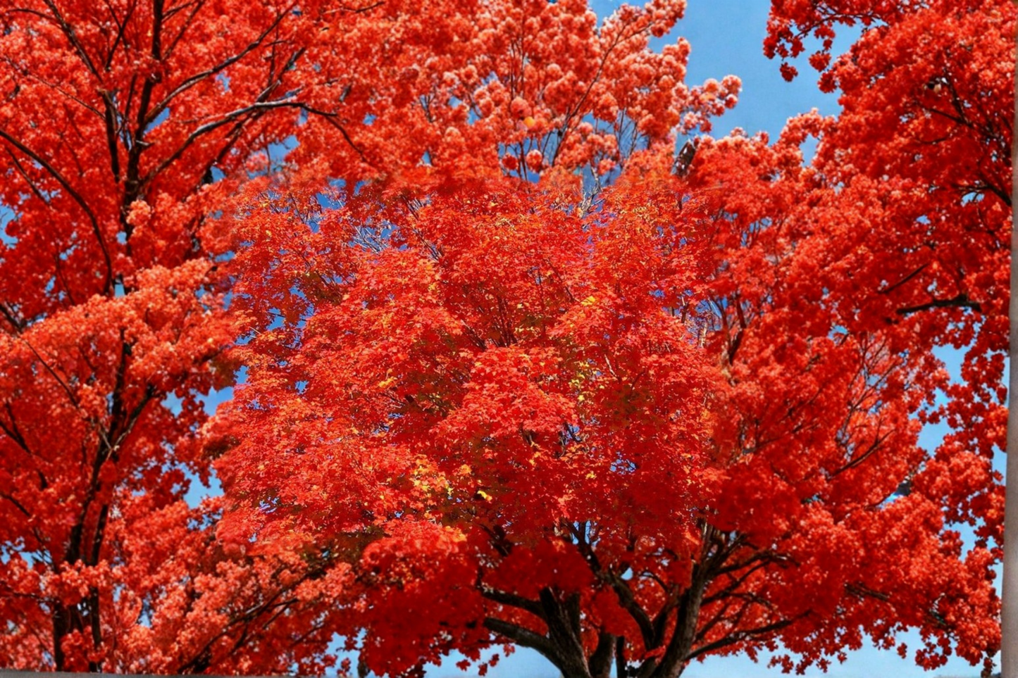 Red Maple Tree Live Plant 1 Gallon Pot 12 Inch Tall – Acer rubrum Native Shade Tree Fall Color Yard Plant