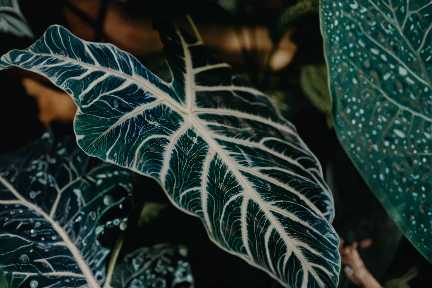 Amazonia Alocasia Live Plant 2 Feet Tall – Alocasia × amazonica Elephant Ear – No Pot