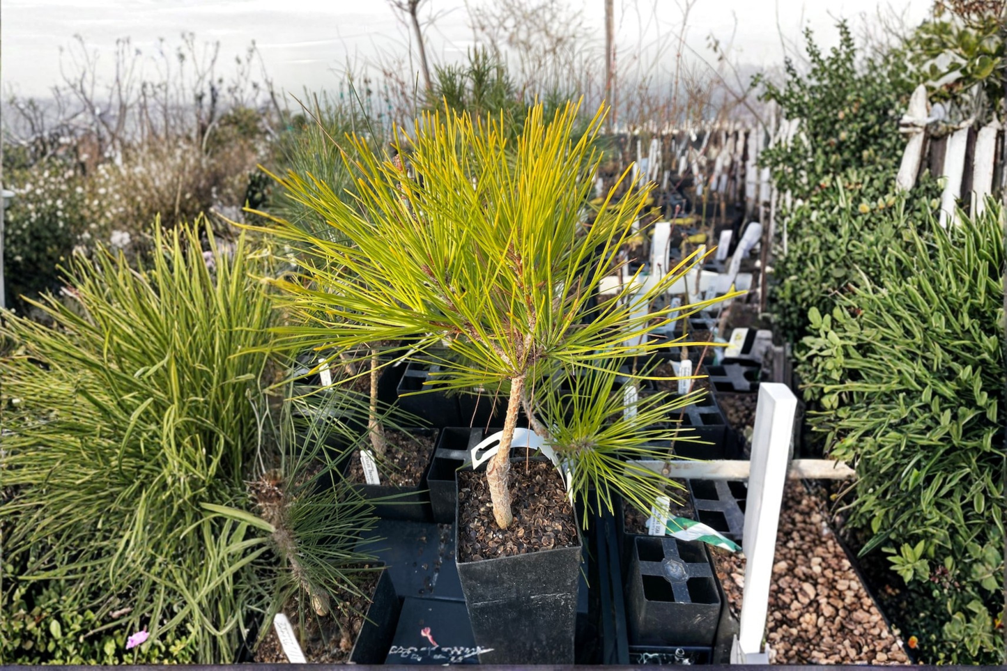 Aurea Japanese Red Pine 12 Inch Live Plant 1 Gallon Pot – Pinus densiflora Golden Needle Evergreen Conifer Garden Tree