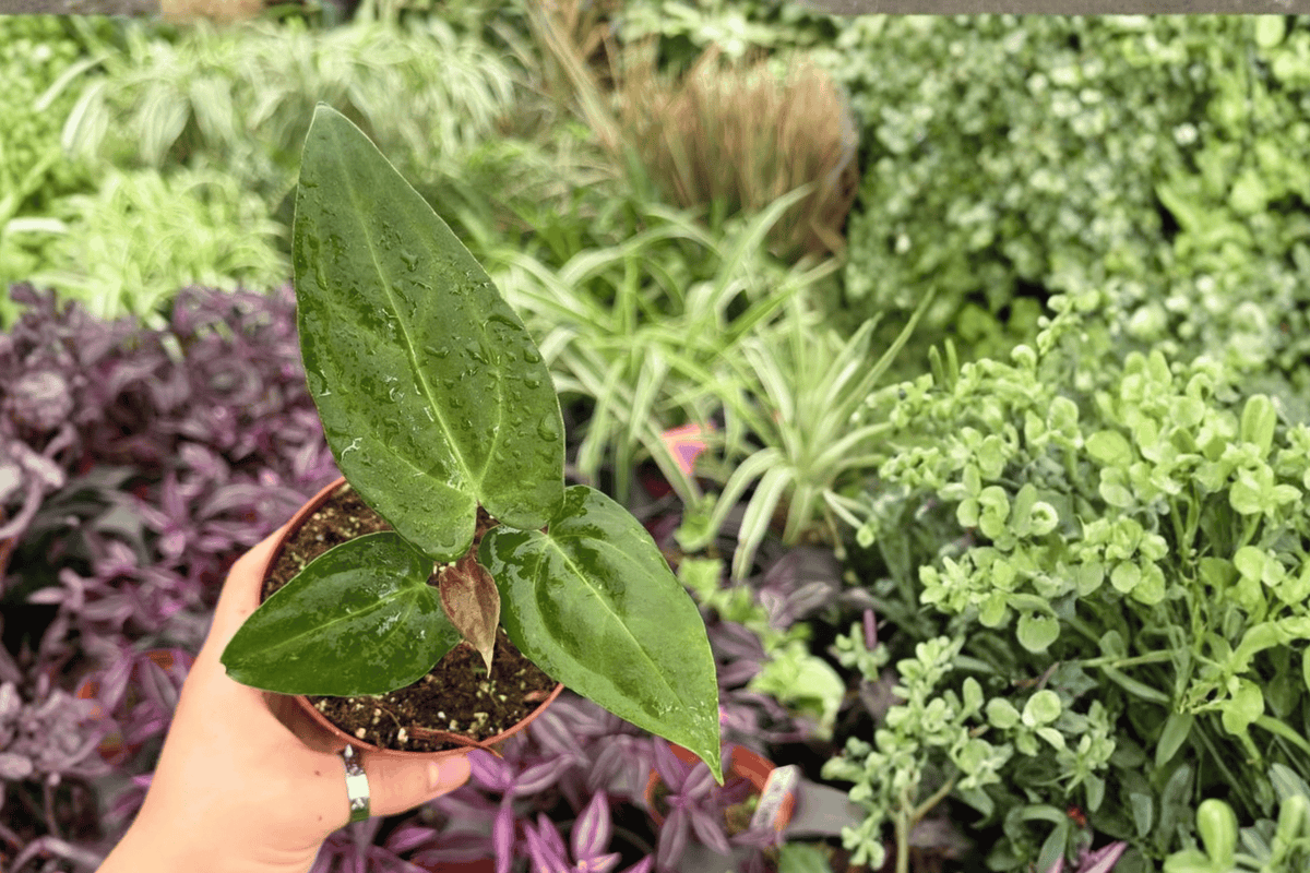 2 Exact Anthurium FS x Ferrari Live Plants – 4” Pot