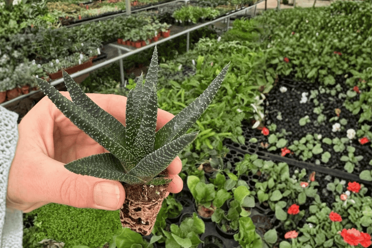 2 Haworthia Royal Highness Starter Plants – Live Succulents