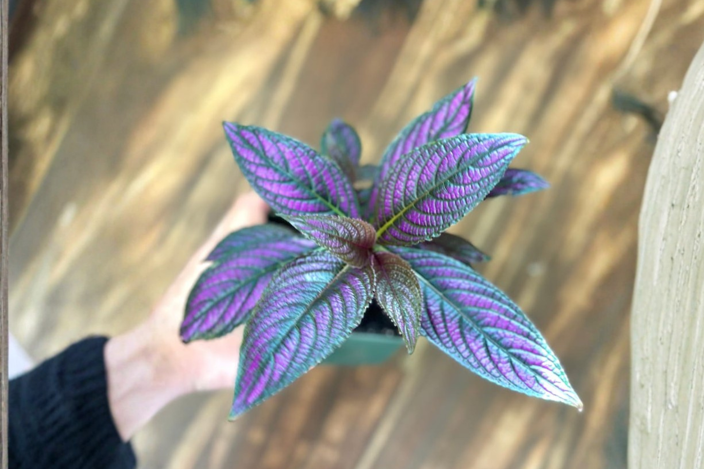 Persian Shield Live Plant Strobilanthes Dyerianus Rooted Purple Foliage Houseplant 4.5 Inch Pot Indoor Plant Gift