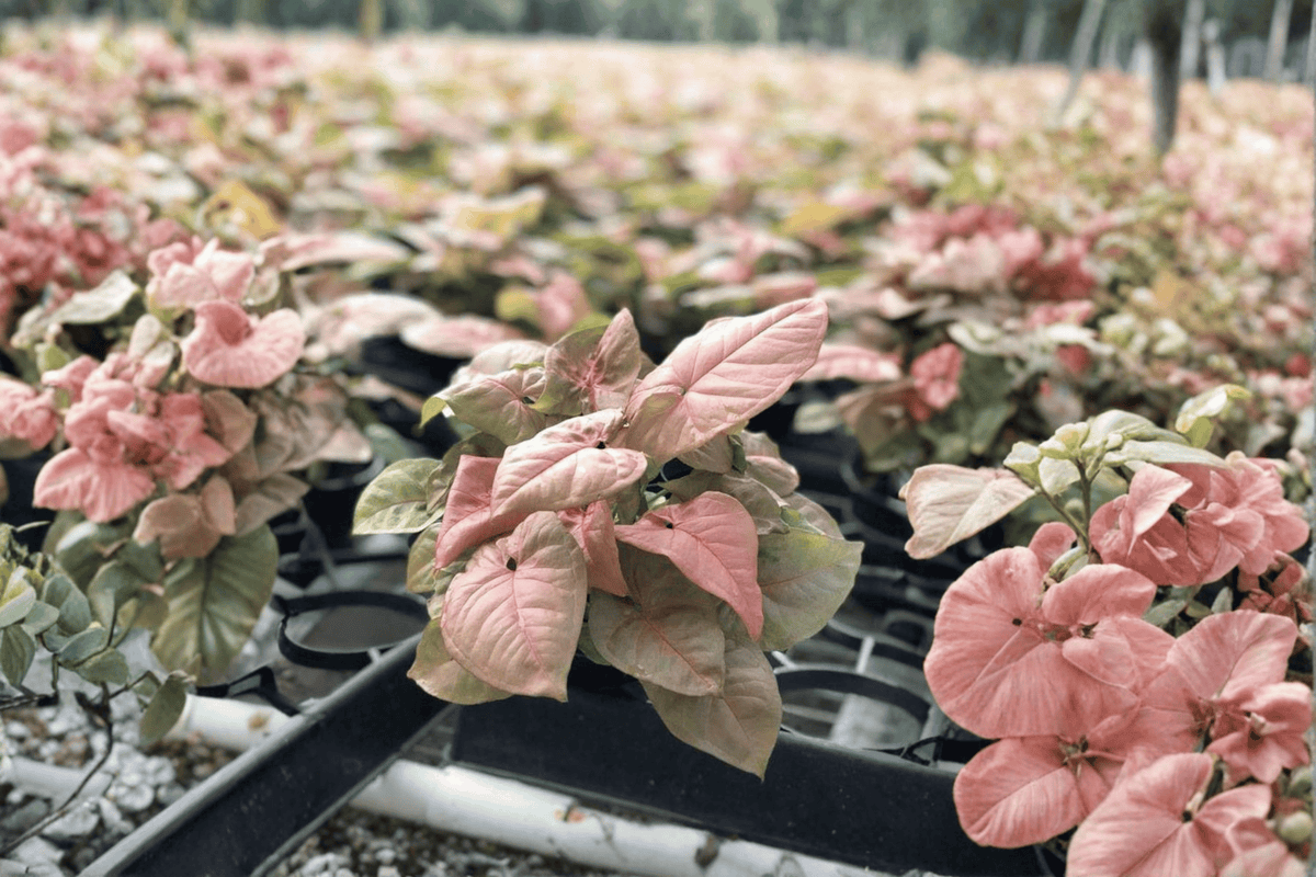 2 Syngonium Regina Red Starter Plants – Syngonium podophyllum ‘Regina Red’
