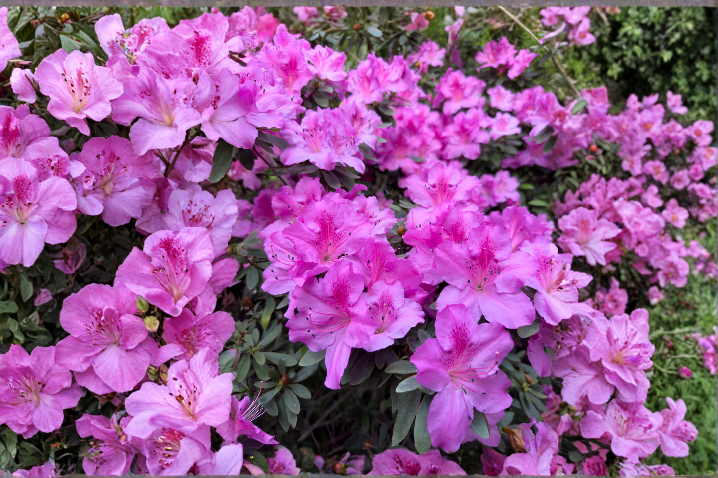 3 Formosa Lavender Azalea Live Cuttings – 6-Inch Purple Flowering Shrubs (Rhododendron 'Formosa')