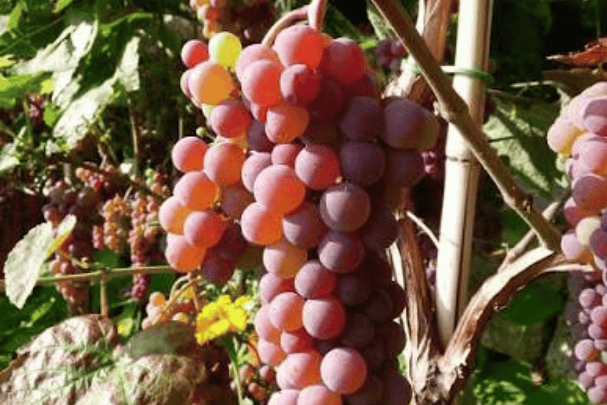 Canadice Seedless Grape Vine Live Plant – 1 Gallon Pot