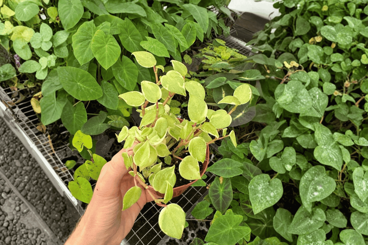 2 Variegated Peperomia 'Cupid' Live Plants in 4-Inch Pots – Peperomia scandens 'Variegata'