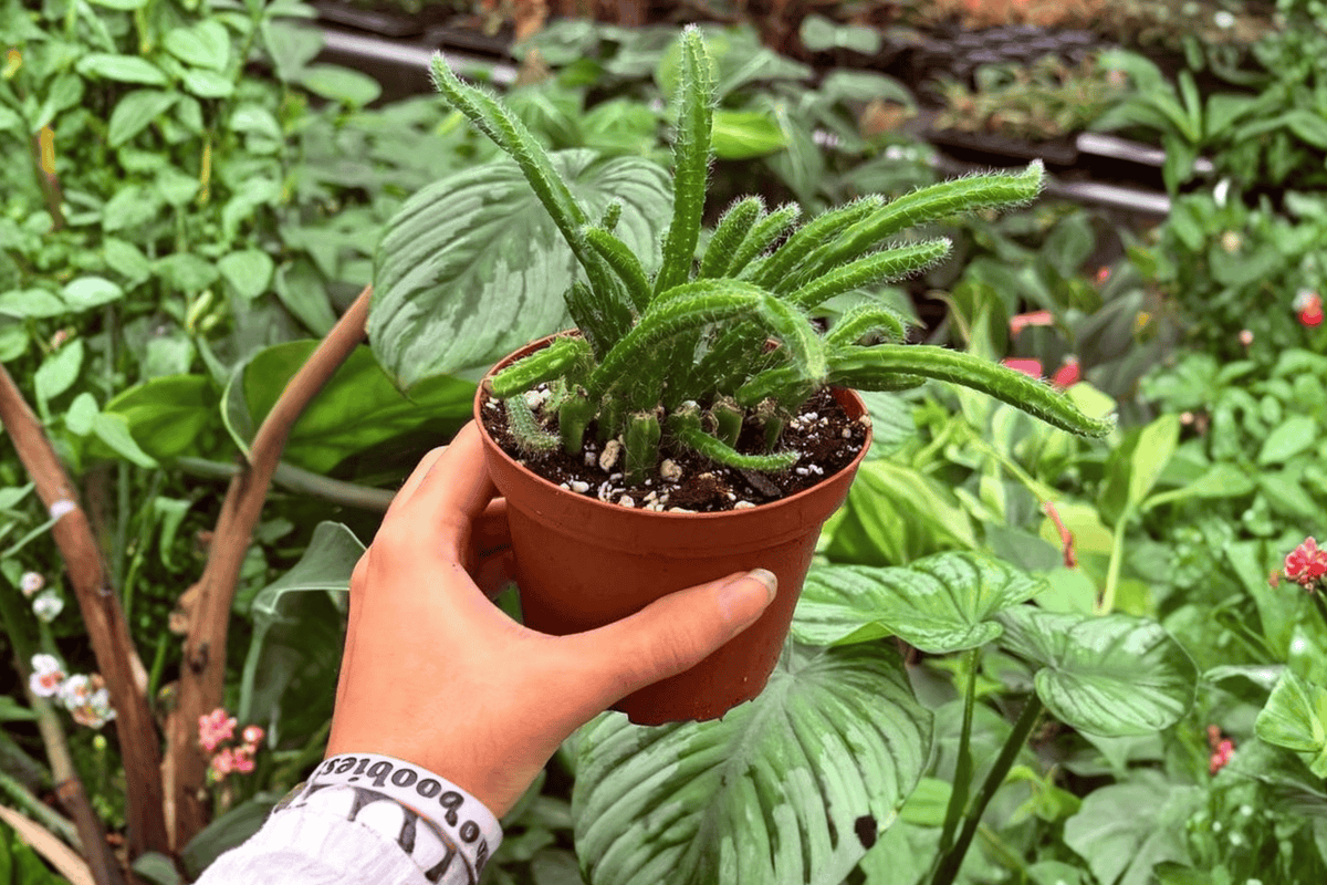 2 Exact Plant Rhipsalis sulcata – Specific 4” Pot