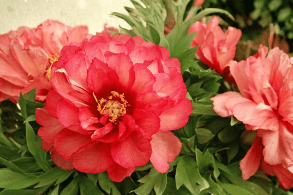 Julia Rose Itoh Peony 1 Live Flowering Perennial, 2 Gallon Pot – Paeonia ‘Julia Rose’