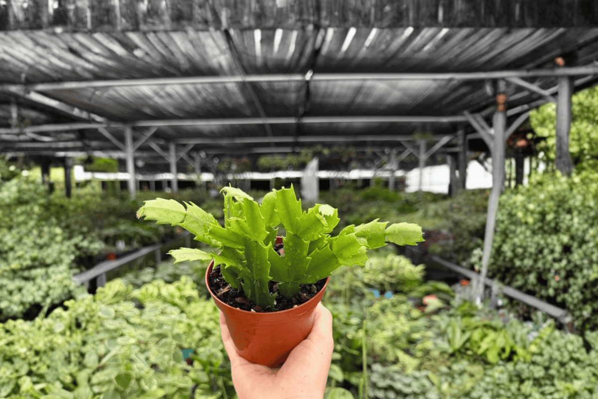 Christmas Cactus 2 Exact Live Plants – Schlumbergera 4” Size