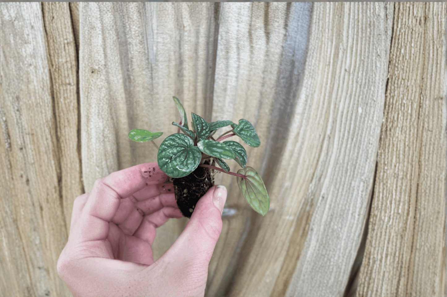 Peperomia Burbella 2 Starter Live Plants – Peperomia ‘Burbella’