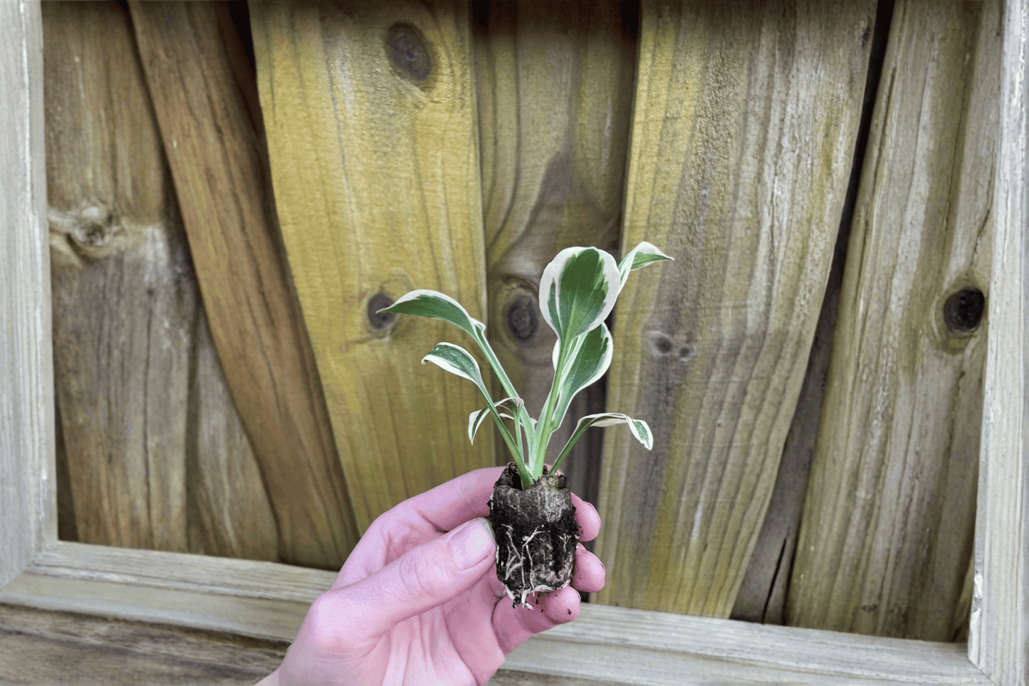 2 Hosta 'Patriot' Starter Plants – Bare Root – Hosta 'Patriot'