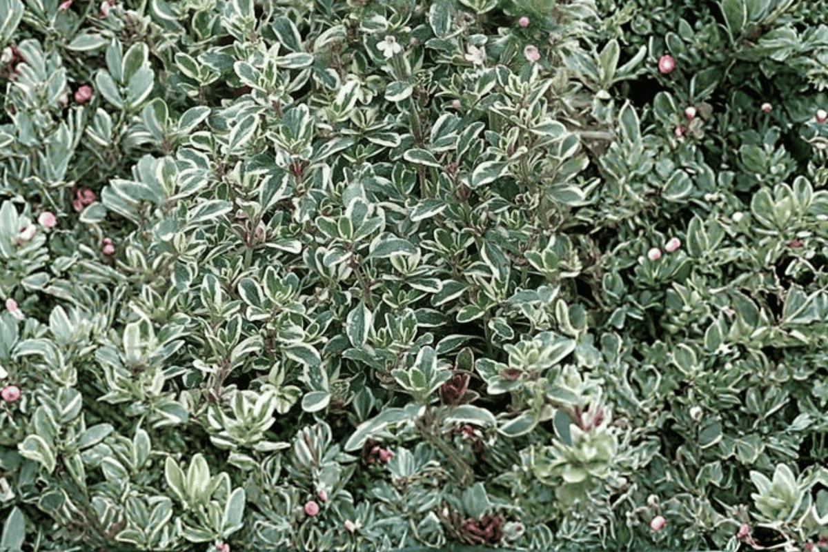 Silver Thyme 1 Live Plant – 4-Inch Pot – Thymus vulgaris ‘Argenteus’