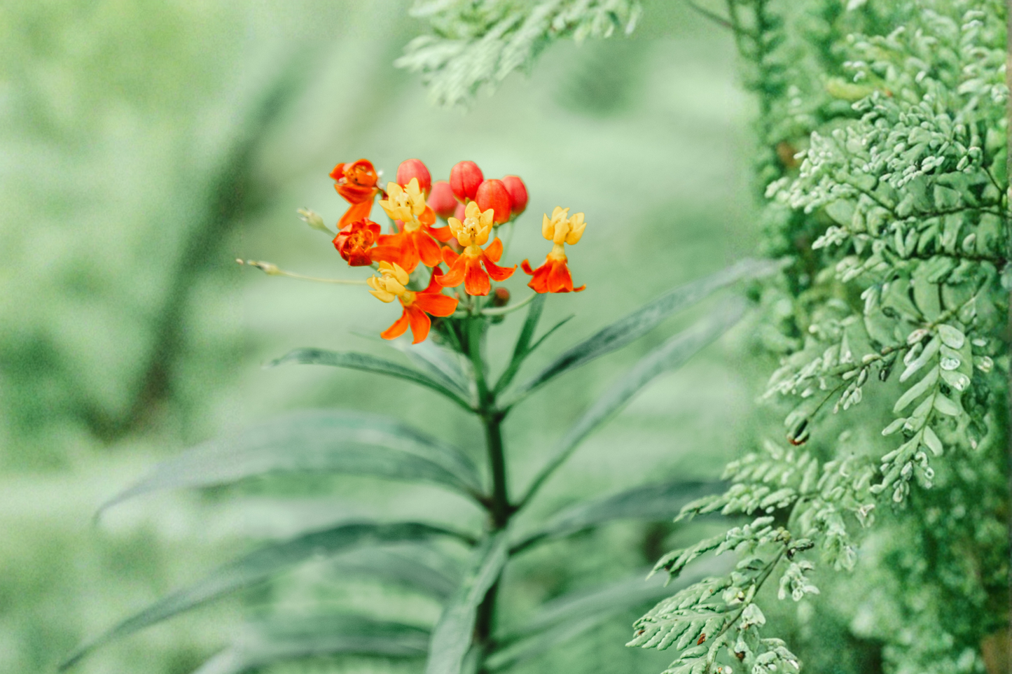 Apollo Orange Native Milkweed Live Starter Plant – Asclepias tuberosa
