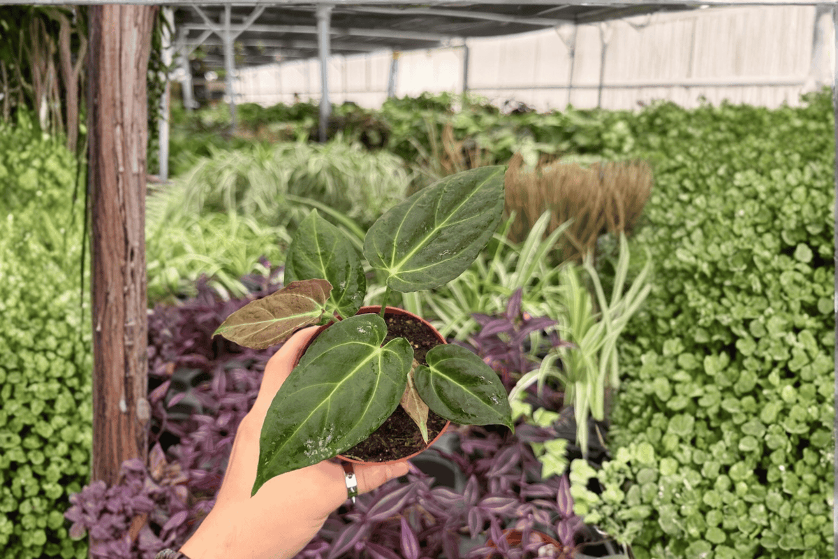 2 Anthurium Hoffmanii x MBR Exact Live Plants – Specific Plants in 4” Pots