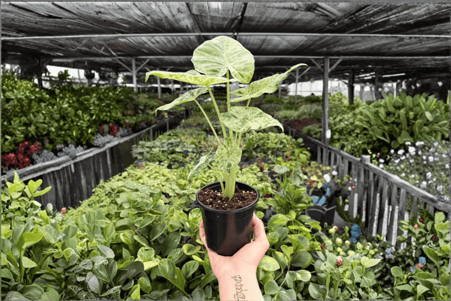 2 Alocasia odora 'Batik Snow' Variegated Specific Live Plant – 4-Inch Pot