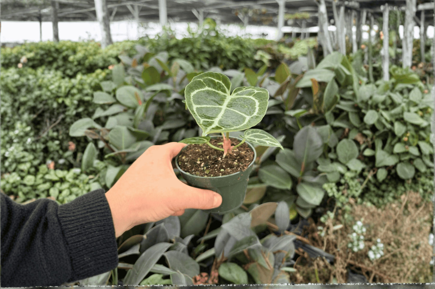 Anthurium Crystal x Golden 2 Exact Live Plants – Specific 4-Inch Pots
