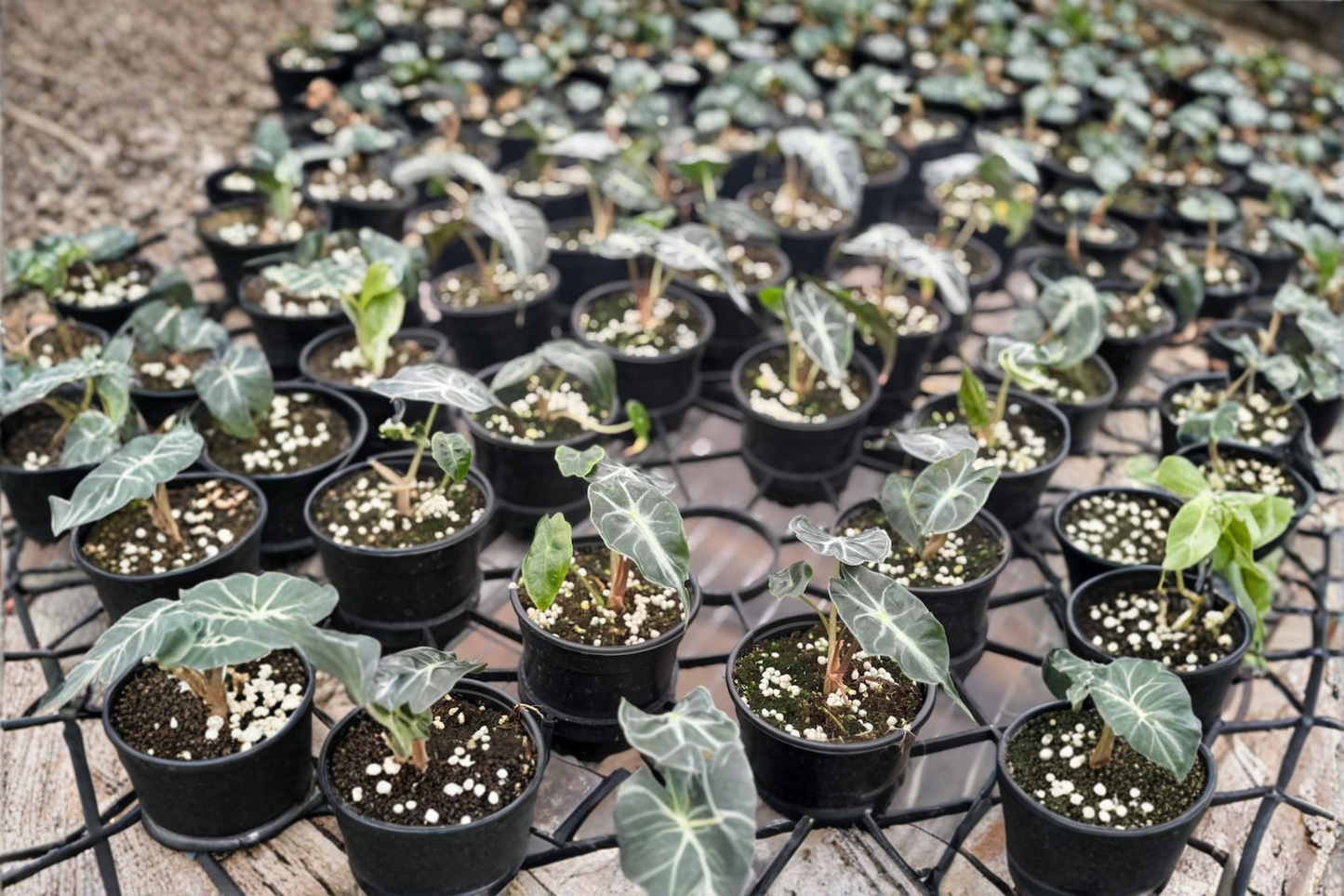 Alocasia Venom Live Plant Rare Elephant Ear Tropical Houseplant in 4 Inch Pot Indoor Plant Gift