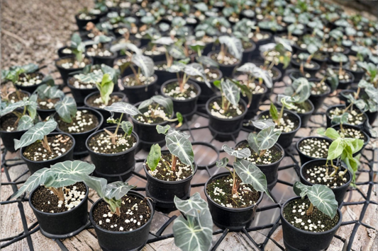 Alocasia Venom Live Plant Rare Elephant Ear Tropical Houseplant in 4 Inch Pot Indoor Plant Gift