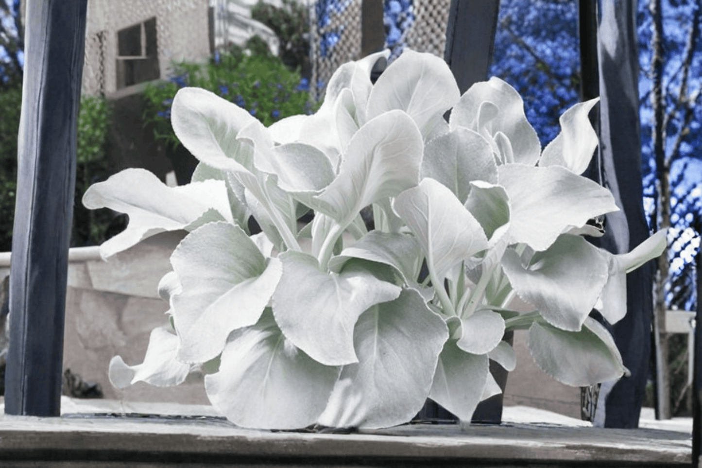 Angel Wings Senecio 1 Live Plant – 4-Inch Pot – Senecio candicans ‘Angel Wings’