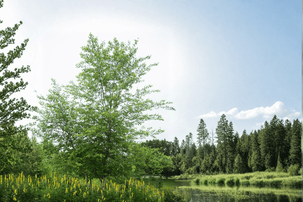 Heritage River Birch 1 Live Tree, 3 Gallon – Betula nigra ‘Cully’