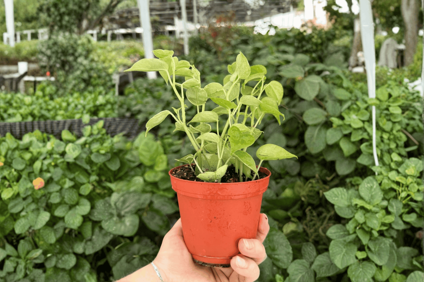 Variegated Peperomia Cupid Live Plant – 2 Exact Plants Bare Root – Peperomia scandens 'Variegata' – Originally Grown in 4" Pot