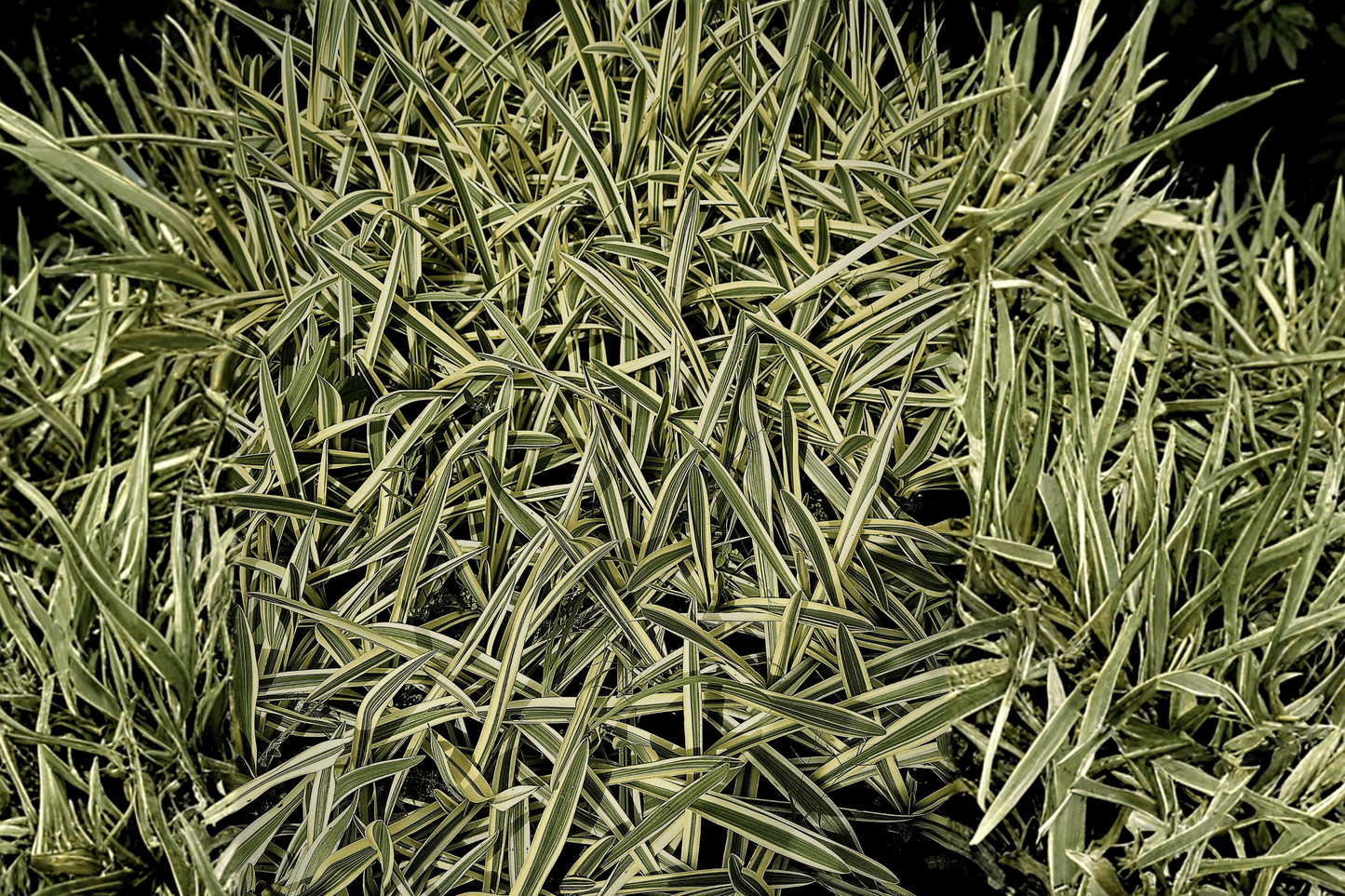 Feather Falls Variegated Japanese Sedge 1 Live Plant – 1-Gallon Pot – Carex ‘Feather Falls’