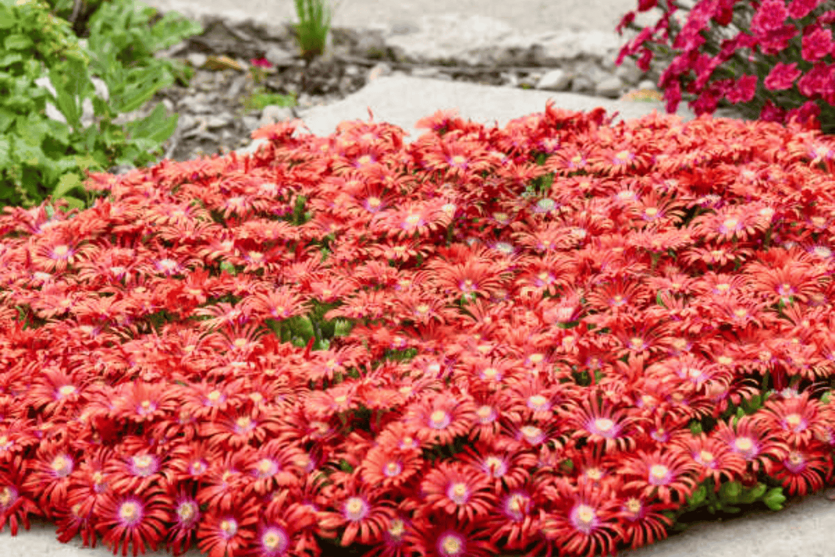 Macarena Ice Plant 1 Live Plant – Delosperma ‘Macarena’ – Quart Pot