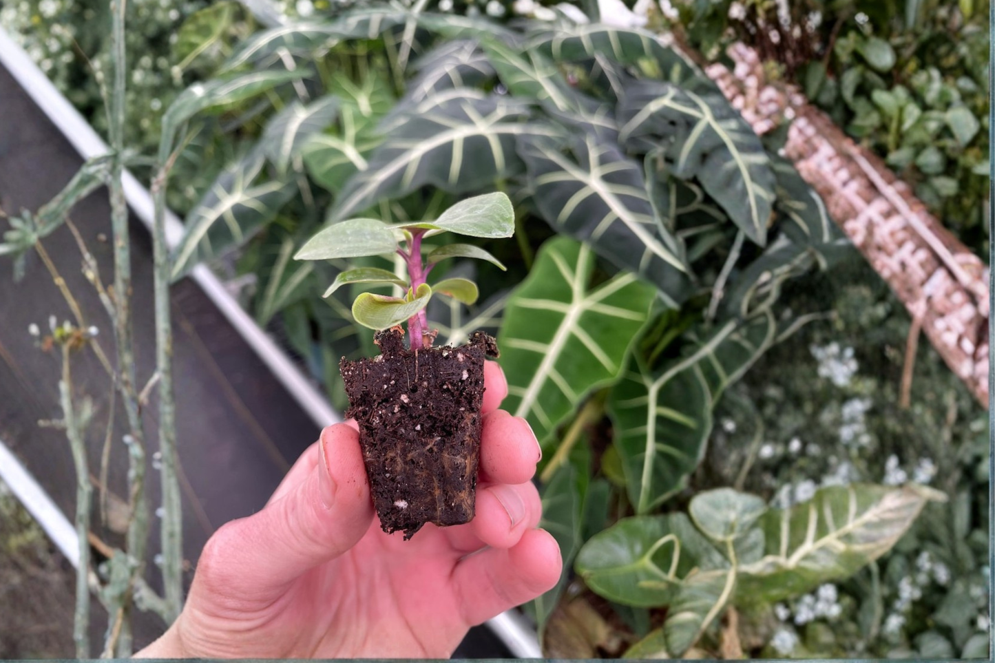 2 Geogenanthus poeppigii Live Starter Plants – Bare Root with Soil Pod (Geogenanthus poeppigii)