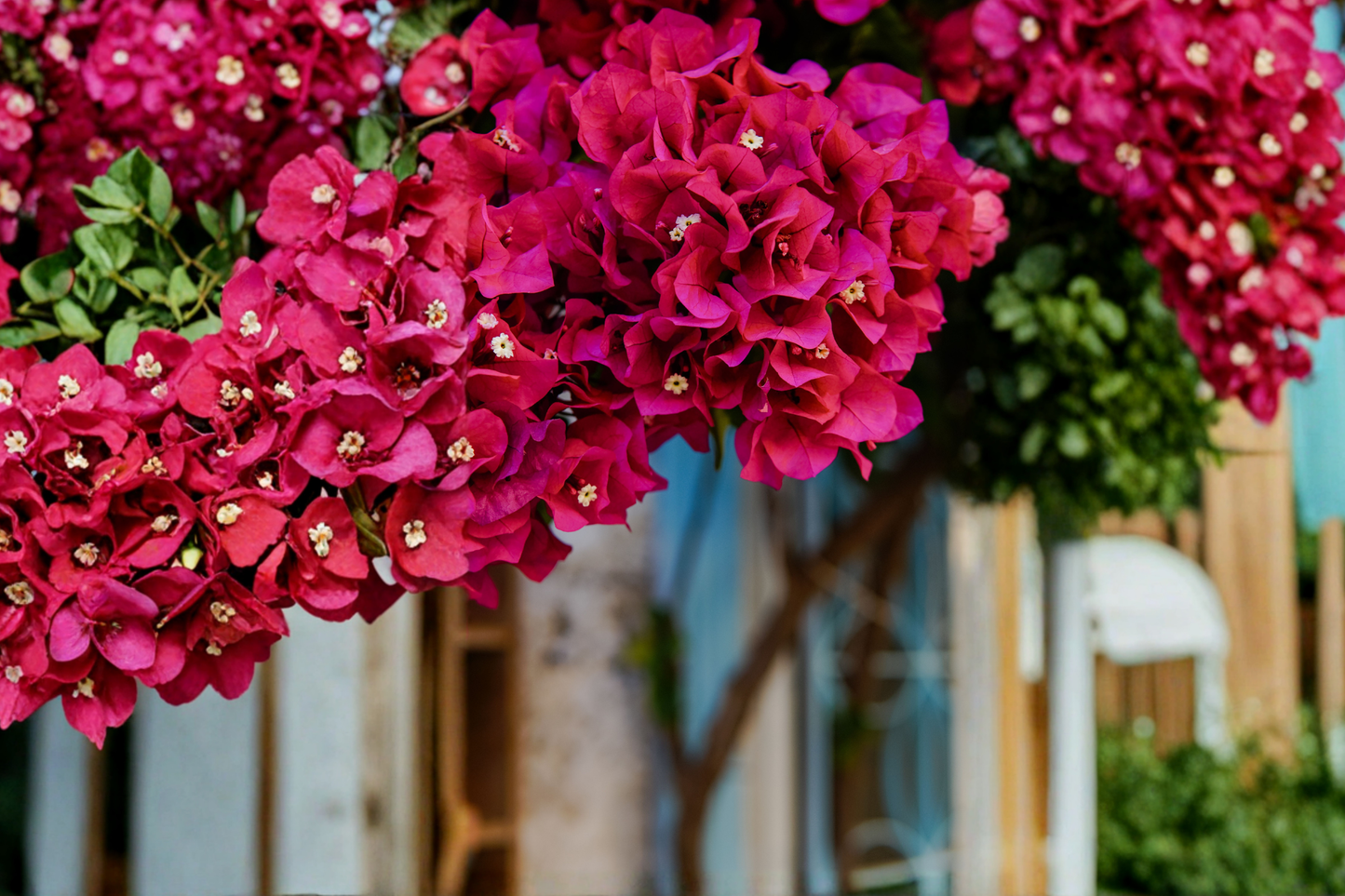 Bright Fuchsia Bougainvillea Live Plant – 7–12 Inches Tall in 4-Inch Pot (Bougainvillea spp.)