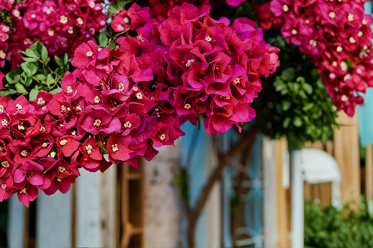 Bright Fuchsia Bougainvillea Live Plant – 7–12 Inches Tall in 4-Inch Pot (Bougainvillea spp.)